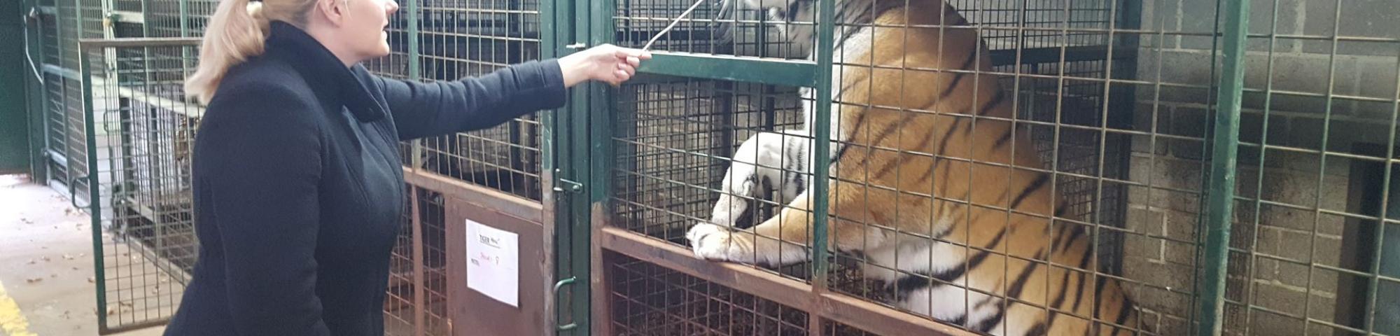 Trisha Feeds the Tigers at Longleat